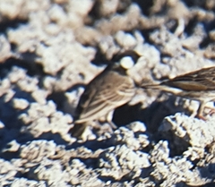 Eremopterix verticalis