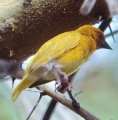 Ploceus bojeri