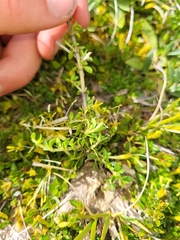 Coprosma perpusilla