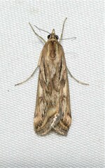 Loxostege cereralis