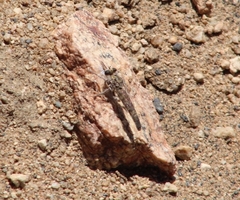 Tillobromatinae