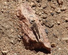 Tillobromatinae