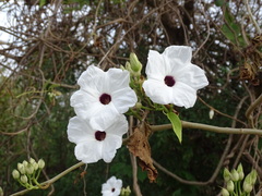Ipomoea populina