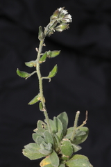 Draba macleanii