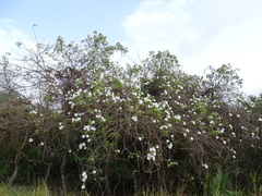 Ipomoea populina