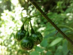 Solanum atropurpureum