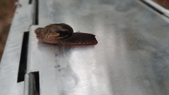 Stanisicarion freycineti