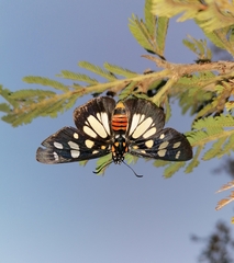 Abantis paradisea