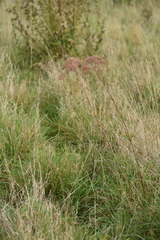 Valeriana officinalis