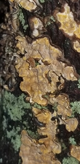 Phlebia radiata