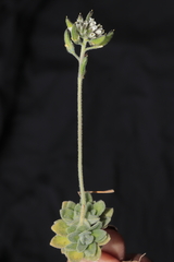 Draba macleanii