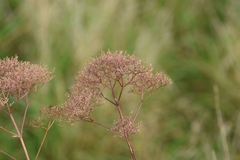 Valeriana officinalis
