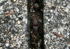 Heteroderes amplicollis