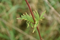 Valeriana officinalis
