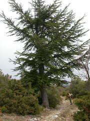 Cedrus atlantica