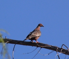 Patagioenas araucana