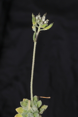 Draba macleanii