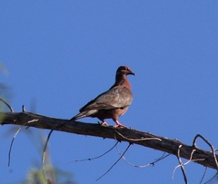 Patagioenas araucana