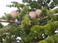Cedrus atlantica