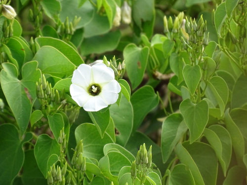Image of Ipomoea corymbosa by (c) Alexis López Hernández, some rights reserved (CC BY)