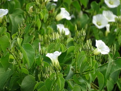 Ipomoea corymbosa