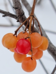 Viburnum opulus americanum