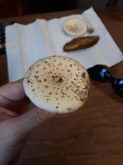 Amanita pubescens
