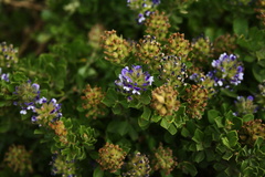 Psoralea bracteolata