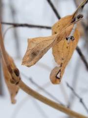 Viburnum opulus americanum