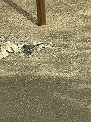 Setophaga coronata