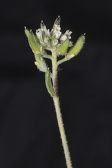 Draba macleanii