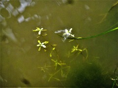 Callitriche heterophylla