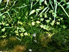 Callitriche heterophylla