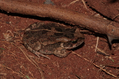 Sclerophrys garmani