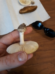 Amanita pubescens