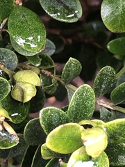 Eurytetranychus buxi