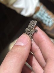 Sceloporus malachiticus