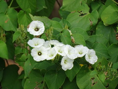 Ipomoea corymbosa