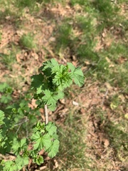 Ribes rubrum