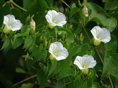Ipomoea corymbosa