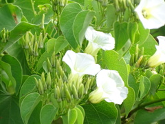 Ipomoea corymbosa