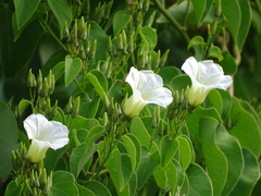 Ipomoea corymbosa