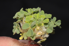 Oxalis nubigena