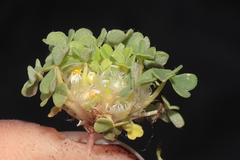 Oxalis nubigena