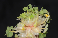 Oxalis nubigena