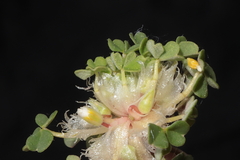 Oxalis nubigena