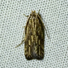 Spinitibia hodgesi