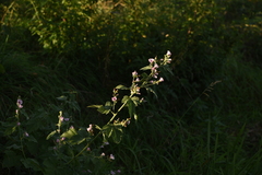 Althaea taurinensis