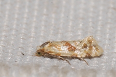 Aethes kindermanniana