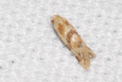 Aethes kindermanniana